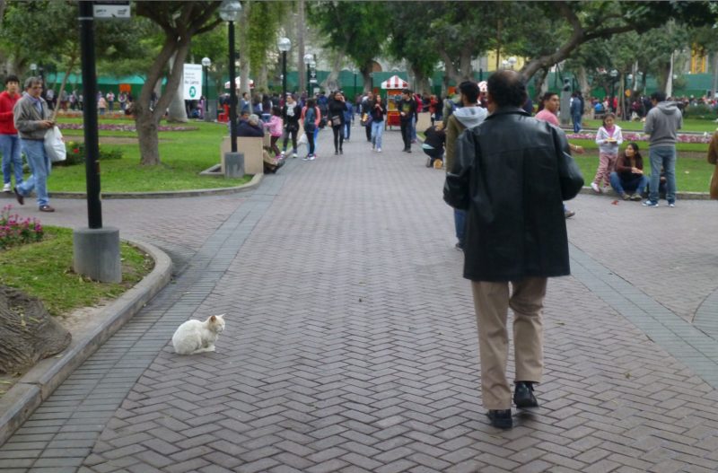 Cats, Parque Kennedy, Lima Peru